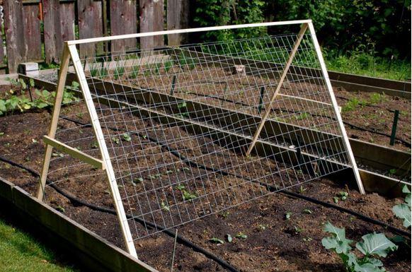 แปลงแตงกวา