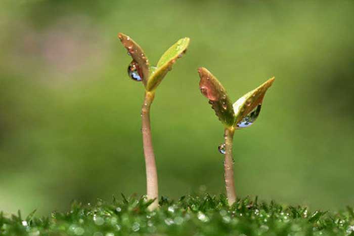 ต้นกล้าแตงกวา