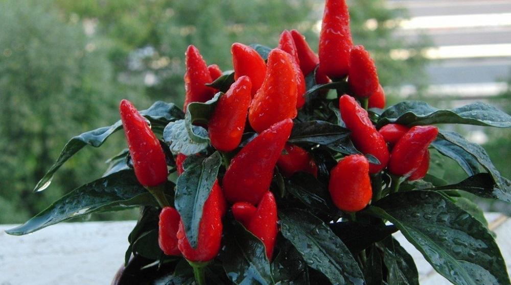 การรดน้ำพริก