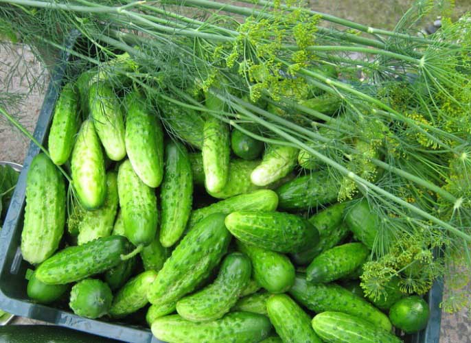 แตงกวาเนชิน