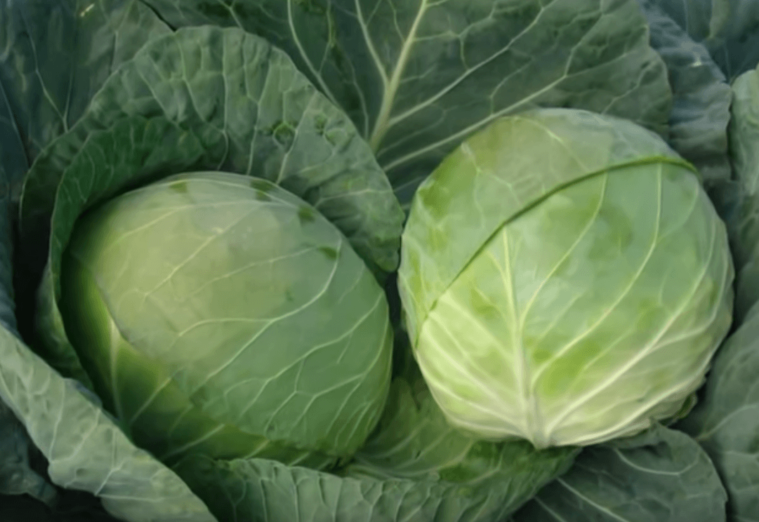 กะหล่ำปลีสุก