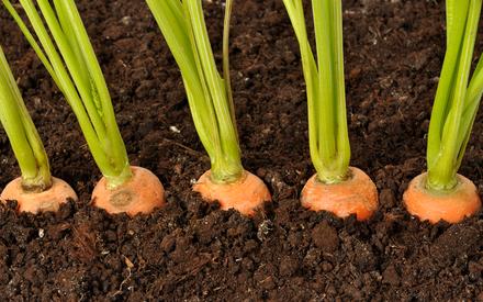 การทำให้แครอทบางลง