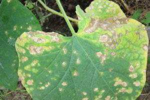 สาเหตุและการรักษาโรคใบไหม้ในแตงกวา การรักษาด้วยยาและวิธีรักษาแบบพื้นบ้าน