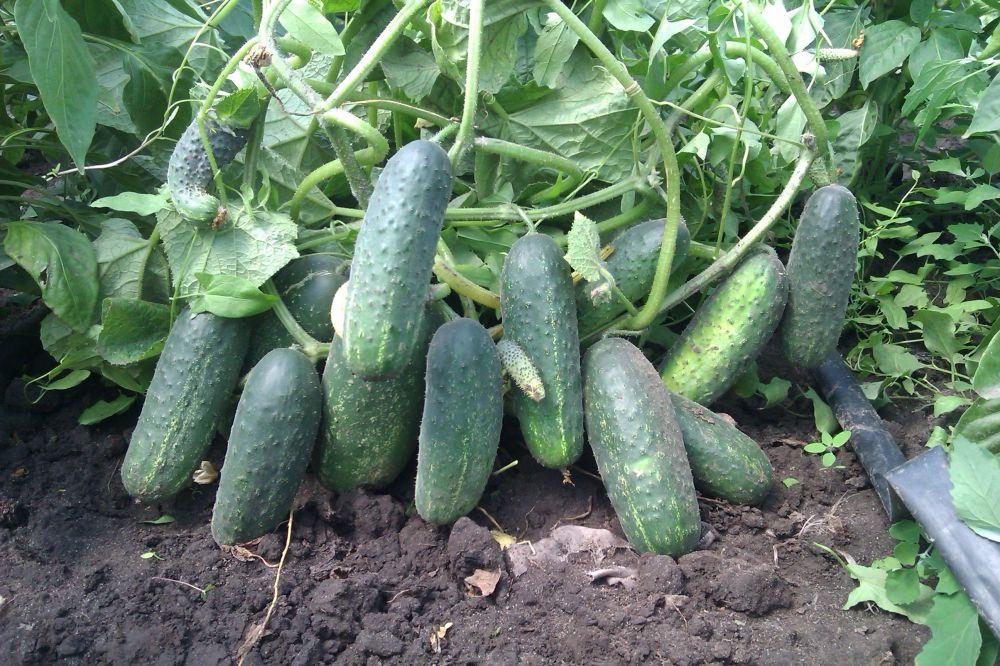 แตงกวา นาเดซดา