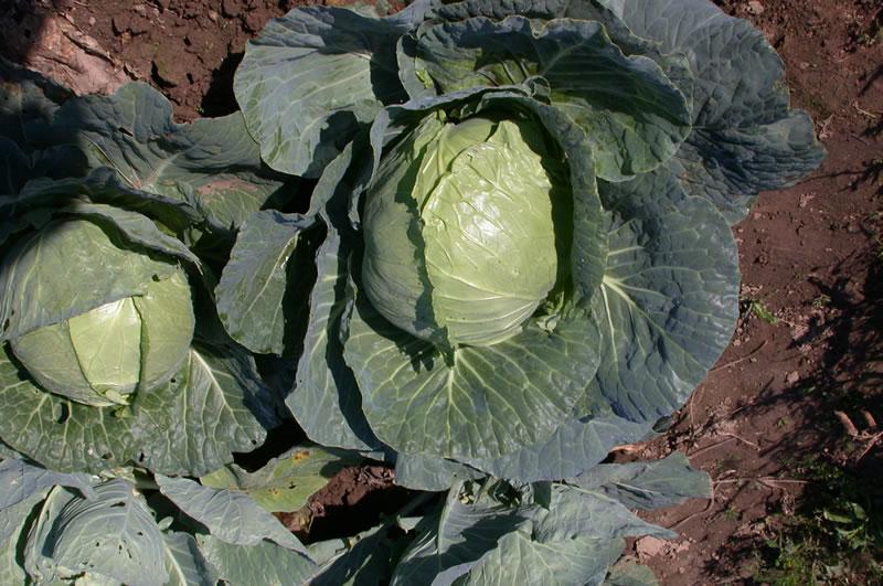 กะหล่ำปลีสตาคาโนฟก้า