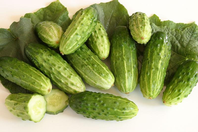 แตงกวาเตี้ย