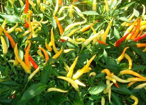 พริกประดับ