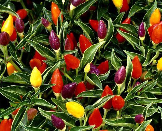 พริกประดับอะลาดิน