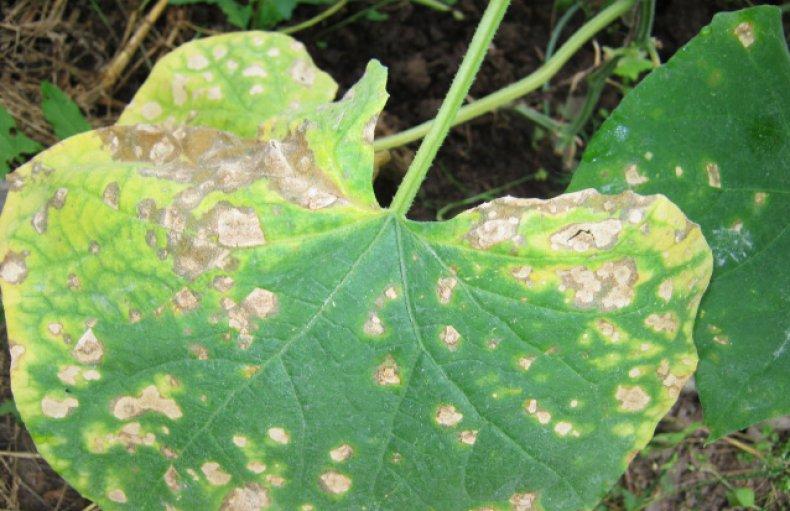 โรคคลาโดสปอริโอซิสของแตงกวา