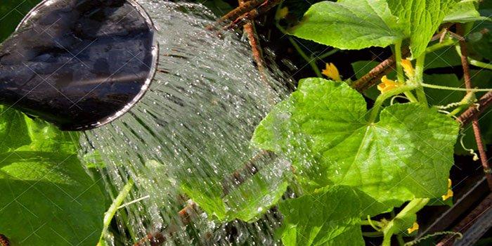 การรดน้ำแตงกวา