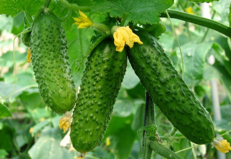 ไม่ยุ่งยาก