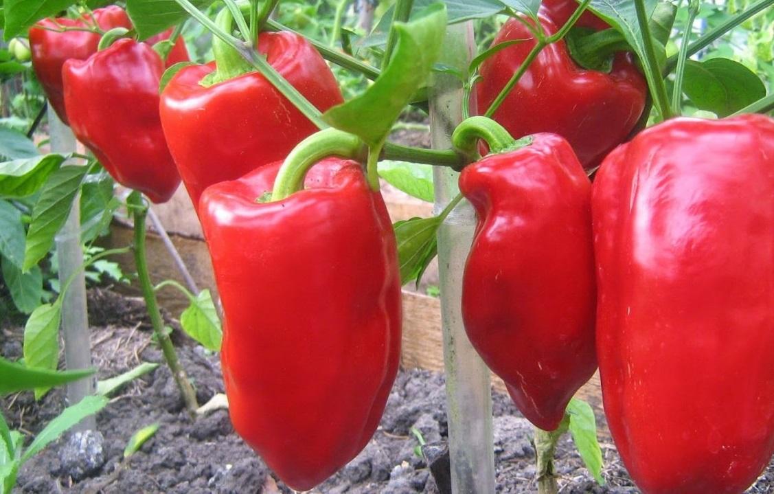 ของขวัญจากมอลโดวา