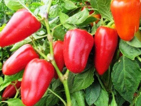 พริกไทยวิคตอเรีย