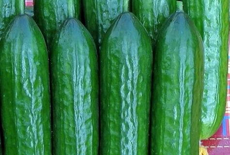 แตงกวาบูคารา F1