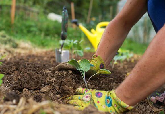 การปลูกกะหล่ำปลี