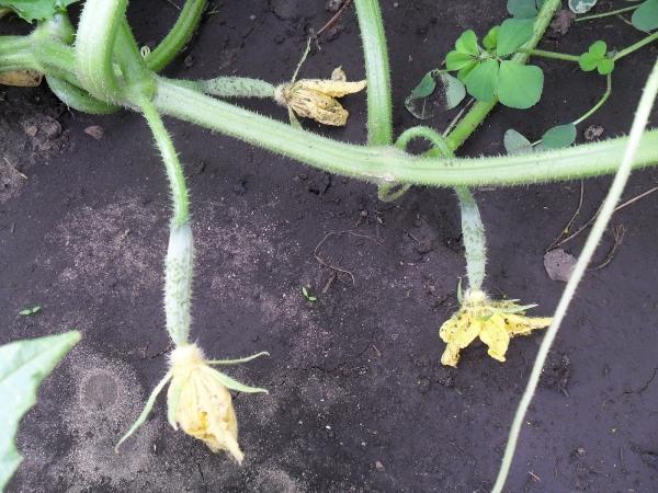 รังไข่แตงกวาเริ่มเปลี่ยนเป็นสีเหลือง