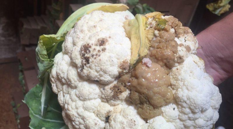 โรคเน่าขาว