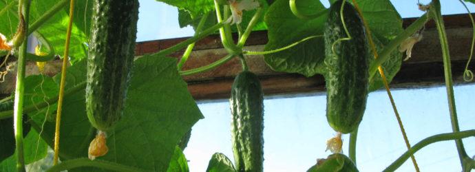 Les concombres de Zadavak