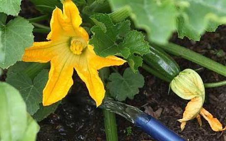 วิธีการรดน้ำแตงกวา