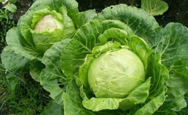 กะหล่ำปลีสด