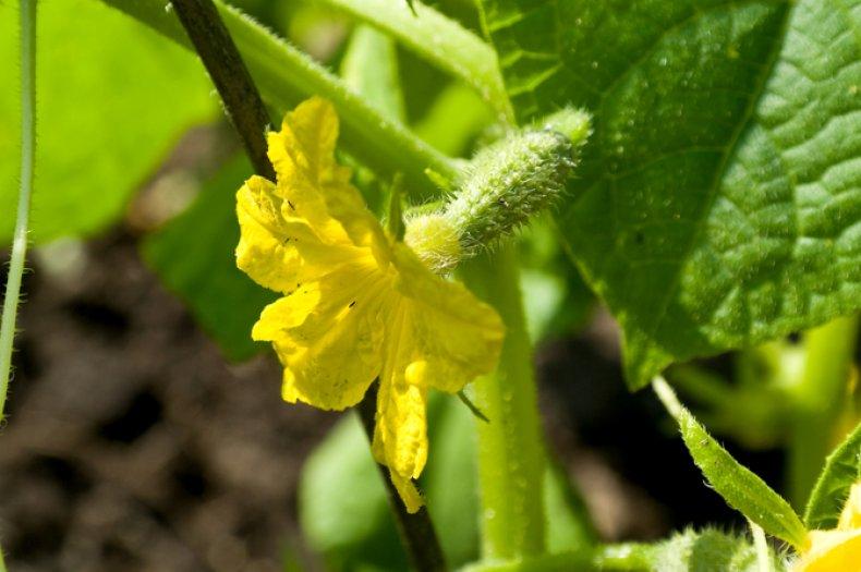 ดอกแตงกวา