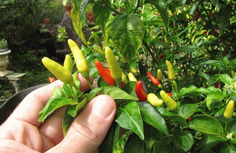 รังไข่พริก