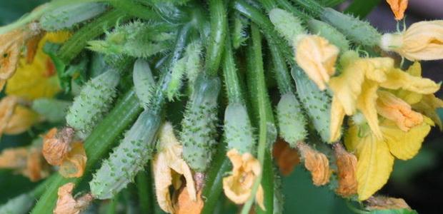 รังไข่แตงกวาเริ่มเปลี่ยนเป็นสีเหลือง