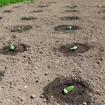 การรดน้ำแตงกวา