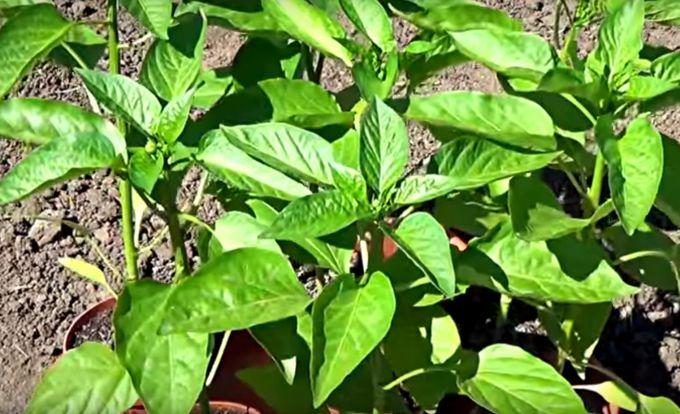 ต้นพริกไทย