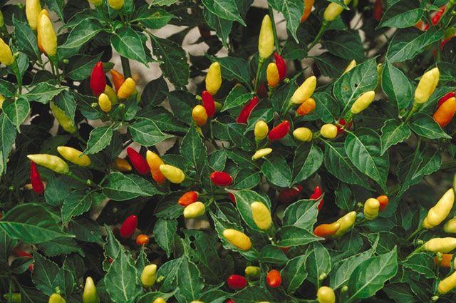 พริกประดับ