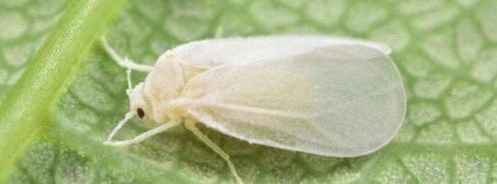 เพลี้ยแป้งกะหล่ำปลี