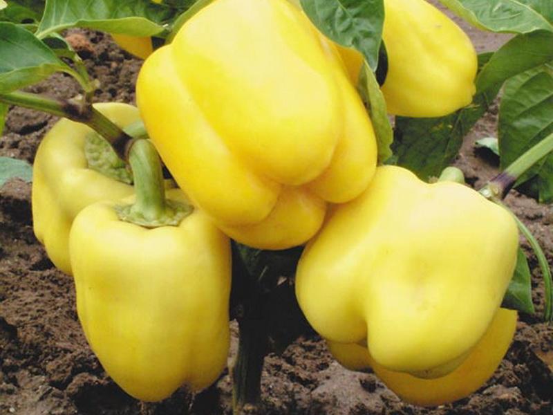 poivre de Casablanca