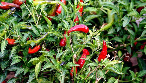 Quel type de piment peut-on planter à côté ?