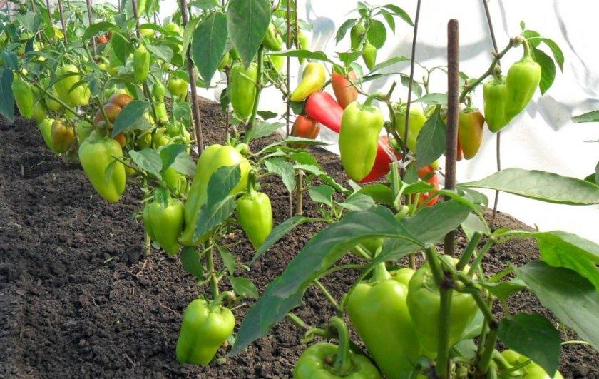 พริกในเรือนกระจก