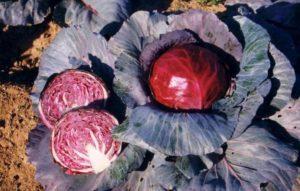 การปลูกและดูแลกะหล่ำปลีแดงในที่โล่ง อธิบายพันธุ์