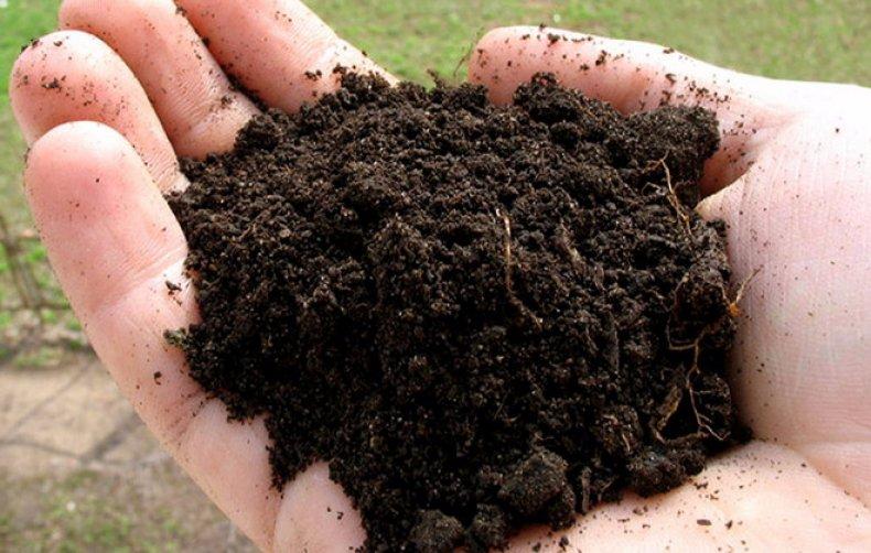 ดินในมือ