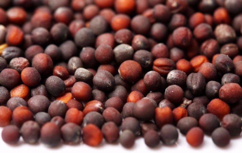 เมล็ดกะหล่ำปลี