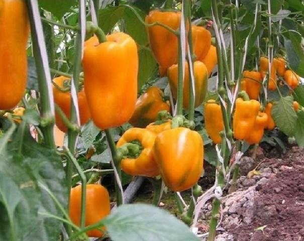 poivre de Casablanca