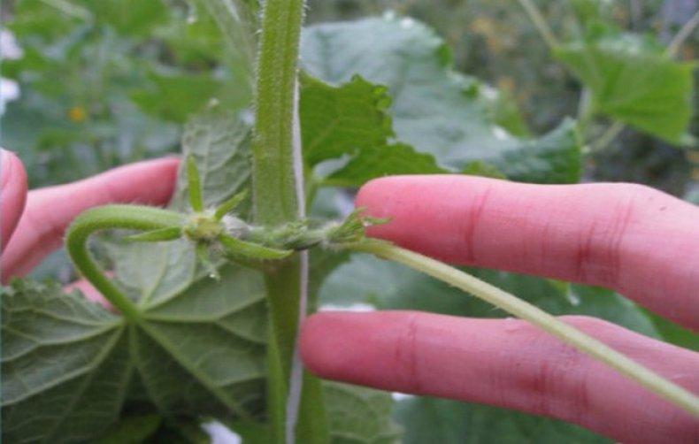 pincer les concombres