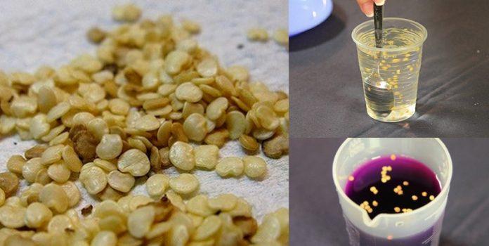 การปลูกมะเขือยาว