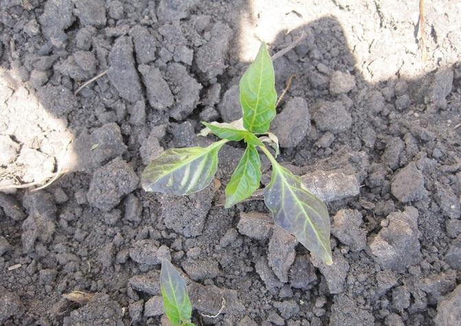 ใบสีม่วงบนพริก