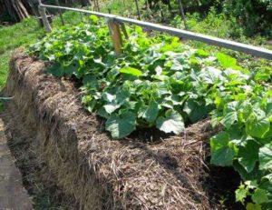 วิธีทำแปลงแตงกวาในพื้นที่โล่งด้วยมือของคุณเองประเภทต่างๆ