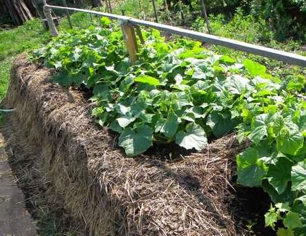 แปลงปุ๋ยคอก