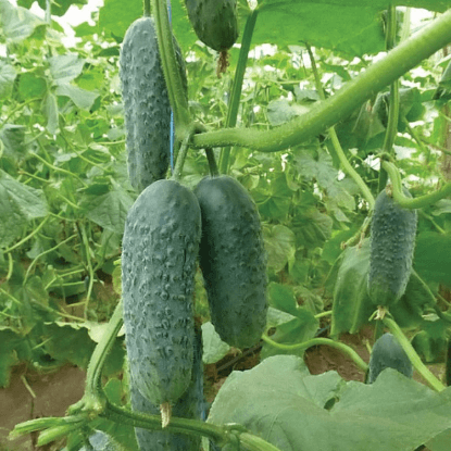 แตงกวา KS 90