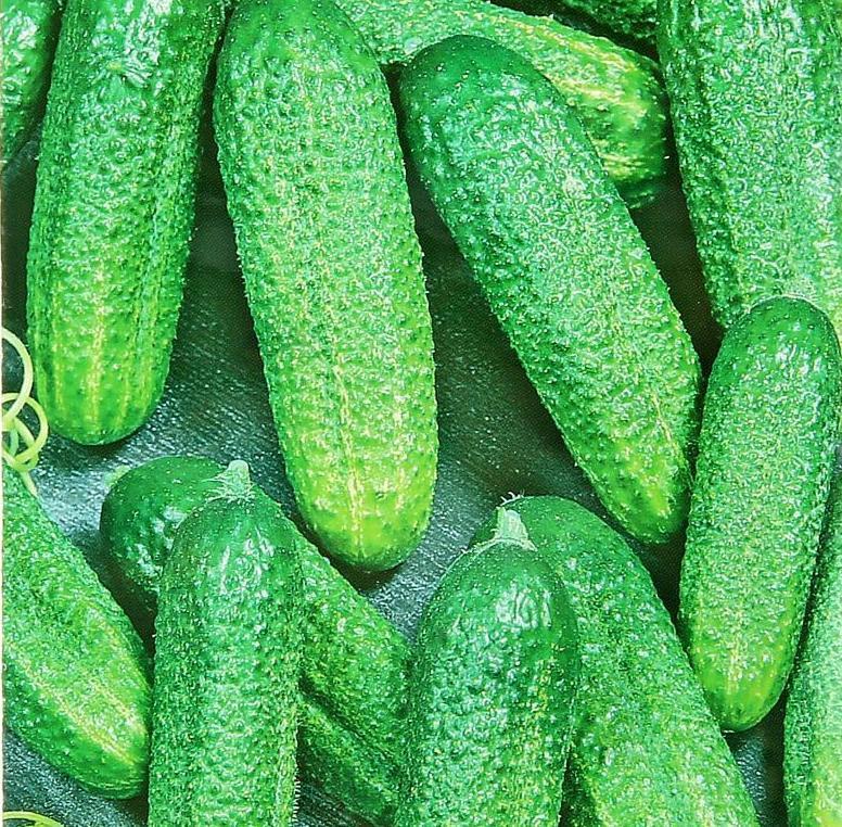 แตงกวาที่สง่างาม