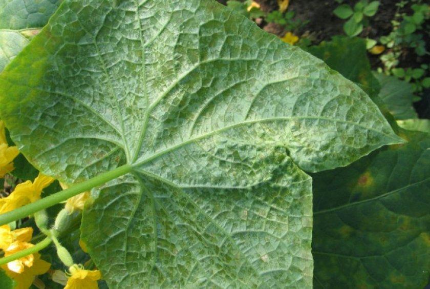 les concombres sont malades