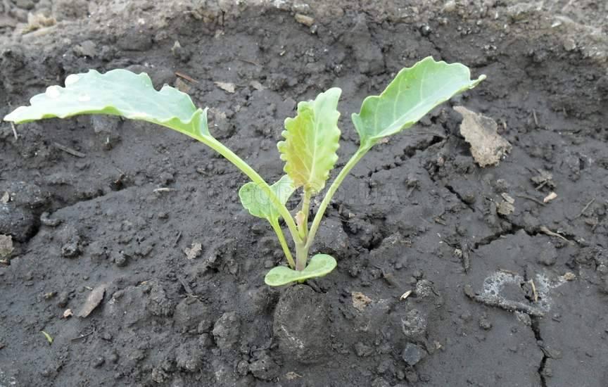 ต้นกล้ากะหล่ำปลี