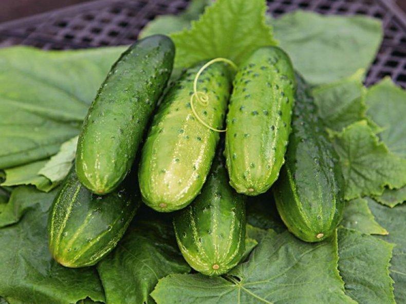 แตงกวา Taganay F1