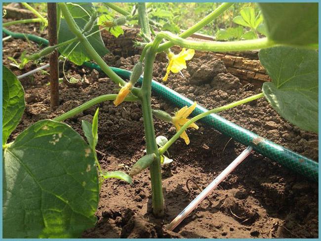 การให้น้ำแตงกวาแบบหยด