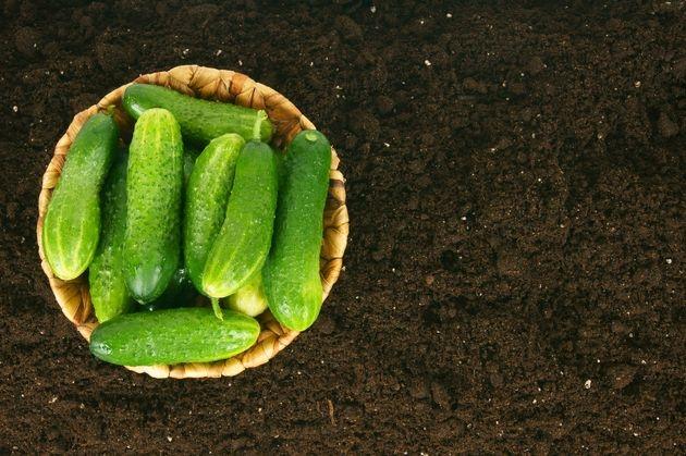 les semis ne germent pas